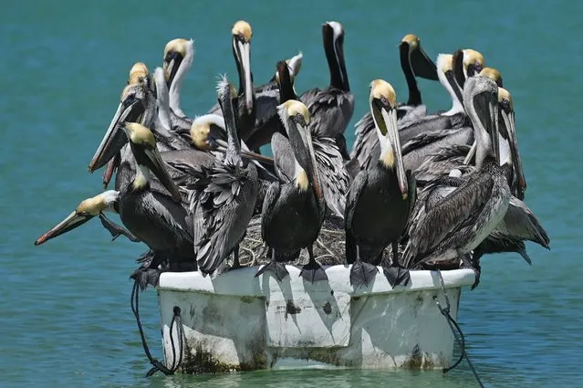 Pelicans sitting on a fishing boat moored on Celestun beach on Thursday, February 17, 2022, in Celestun, Yucatan, Mexico. (Photo by Artur Widak/NurPhoto via Getty Images)