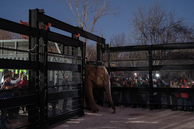 An elephant arrives at its new home in Mazatlan, Sinaloa state, after being transported from Ostok Sanctuary in the outskirts of Culiacan, Mexico, Tuesday, May 20, 2025. (Photo by Felix Marquez/AP Photo)