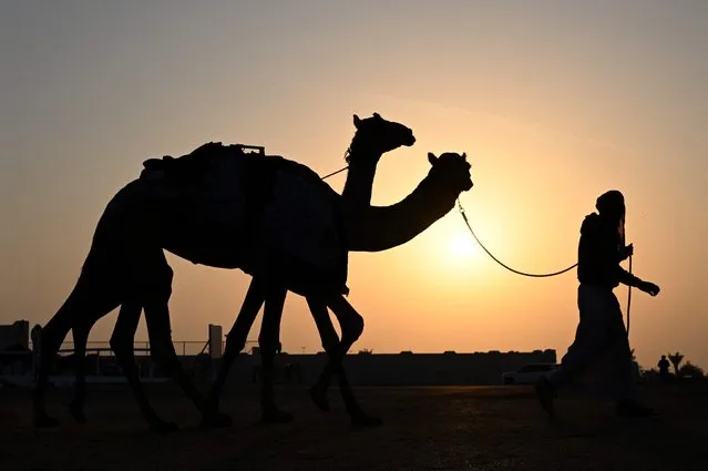A man leads camels before a race in Al Sheehaniya municipality in Doha on November 19, 2022, ahead of the Qatar 2022 World Cup football tournament. (Photo by Raul Arboleda/AFP Photo)