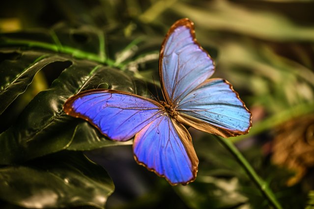 A butterfly is seen at the Tropical Butterfly Garden in Konya, Turkiye on April 23, 2025. Opened by Selcuklu Municipality in 2015, the 7,200-square-meter facility simulates equatorial climate conditions and hosts around 20,000 butterflies from 60 species, along with various tropical plants and insects. Visitors can observe butterflies throughout all stages of metamorphosis in a natural-like environment. (Photo by Cem Genco/Anadolu via Getty Images)