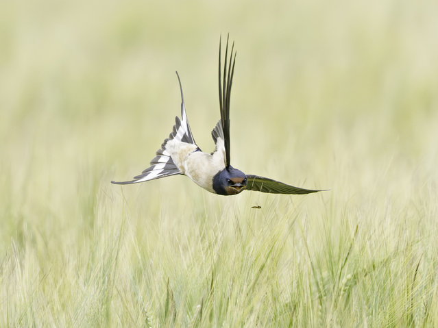 A swallow swoops on a fly in Fowlmere, Cambridgeshire, UK in the first decade of July 2025. Swallows beat their wings up to nine times a second, and flies make up about 70 per cent of their diet. (Photo by Martin Abbess/Animal News Agency)