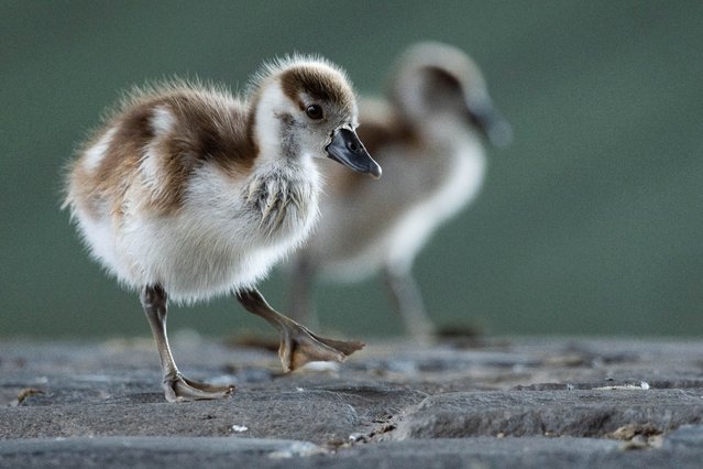 Goslings walk along the banks of the Main River in Frankfurt, Germany on July 10, 2025. (Photo byBasualdo/ZUMA Press Wire/Rex Features/Shutterstock)