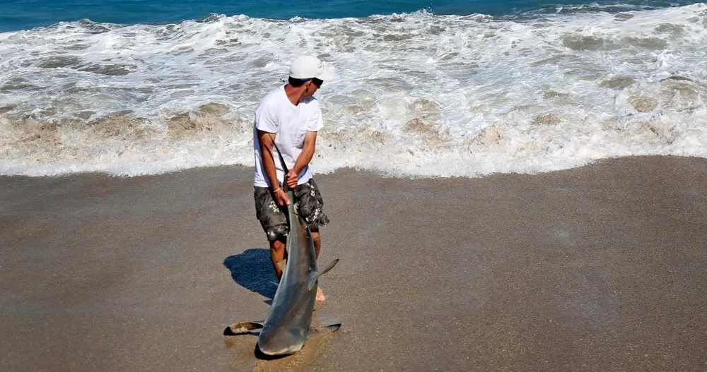 Thousands of Sharks Shut Down Florida Beaches