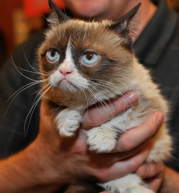 Grumpy Cat appears at Lifetime's Grumpy Cat's Worst Christmas Ever event at Macy's Union Square on November 21, 2014 in San Francisco, California. (Photo by Steve Jennings/Getty Images for Civic Entertainment Group)
