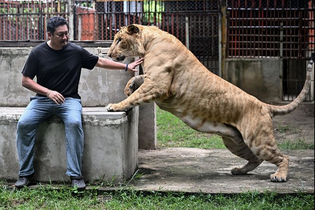 This photo taken on July 11, 2025 shows mechanic shop owner and avid Tiktoker Tharnuwarht Plengkemratch interacting with his pet lion-tiger hybrid “Big George” in Chiang Mai. Thailand's captive lion population has exploded in recent years, with nearly 500 registered individuals in zoos, breeding farms, petting cafes and homes. (Photo by Lillian Suwanrumpha/AFP Photo)