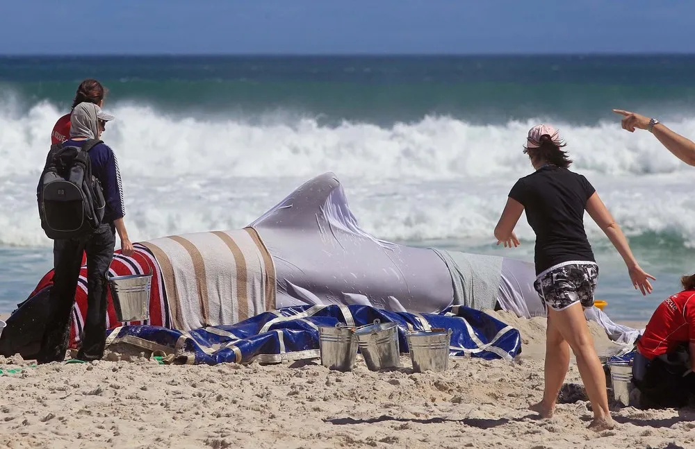 The Week in Pictures: Animals, March 23 – March 29, 2013