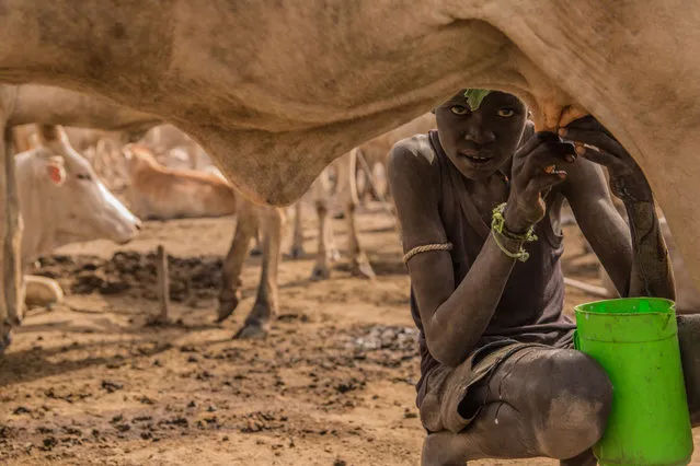 Sudanese boy Nhial Pandiar (12) from Dinka tribe milks a cow at their cattle camp in Mingkaman, Lakes State, South Sudan on March 3, 2018. (Photo by  Stefanie Glinski/AFP Photo)