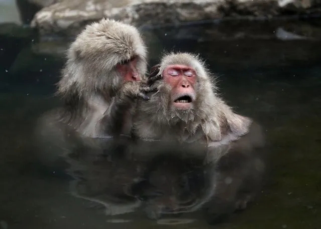Japanese Macaque monkeys soak in the warmth of mountain hotsprings at Jigokudani Monkey Park, in Yamanouchi, central Japan, 21 March 2018. (Photo by Kimimasa Mayama/EPA/EFE/Rex Features/Shutterstock)