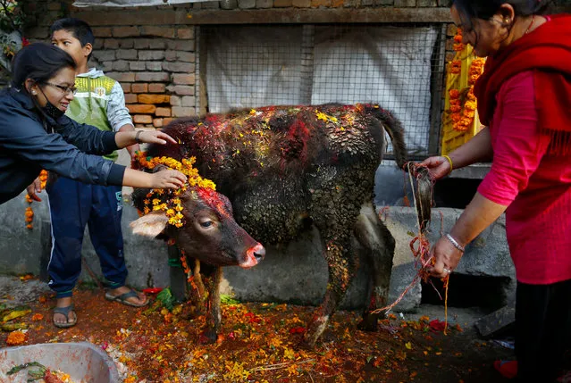 A Nepalese devotee bows in front of a cow during the 'Gai Puja', also known as the Cow Worship Day, as part of the Tihar festival in Kathmandu, Nepal, 11 November 2015. The Tihar festival is the second most important event for Nepalese Hindus. During the celebrations people worship cows, considered the incarnation of Lord Laxmi, the god of wealth. (Photo by Narendra Shrestha/EPA)