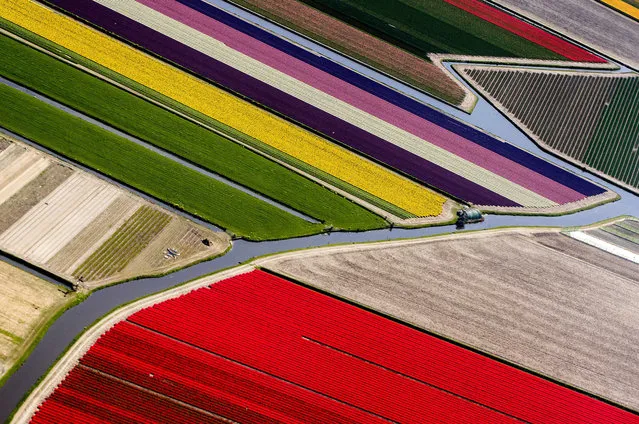 An aerial photograph of the blossoming bulb fields and watercanals in Lisse, The Netherlands, 20 April 2018. Keukenhof Park is one of the largest flower gardens worldwide with about seven million flower bulbs planted every year. (Photo by Koen van Weel/EPA/EFE)
