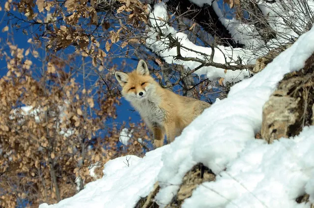 A hungry red fox is seen on a hill after snowfall covered all the land during harsh winter conditions as the wild animals begin seeking food in towns, in Hizan district of Bitlis in Turkey on January 24, 2021. (Photo by Ahmet Okur/Anadolu Agency via Getty Images)