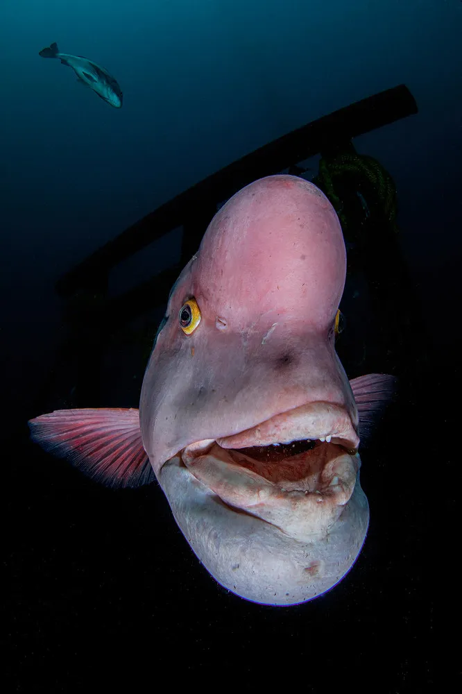 UK Underwater Photographer of the Year 2021 Winners