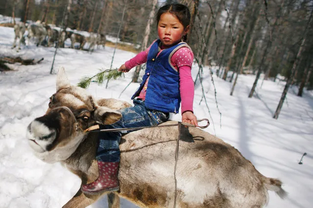Tsetse, the 6-year-old daughter of Dukha herder Erdenebat Chuluu, rides a reindeer in the forest near the village of Tsagaannuur, Khovsgol aimag, Mongolia on April 18, 2018. (Photo by Thomas Peter/Reuters)