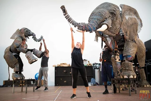 This image released by DKC shows two life size elephants created by puppeteers and model makers for the new touring show “Circus 1903”. The pachyderms will be part of a show that attempts to capture the magic of circuses at the dawn of the last century, with strong men, foot jugglers, contortionists, acrobats, knife throwers and high-wire performers. (Photo by Naomi Goggin/DKC via AP Photo)