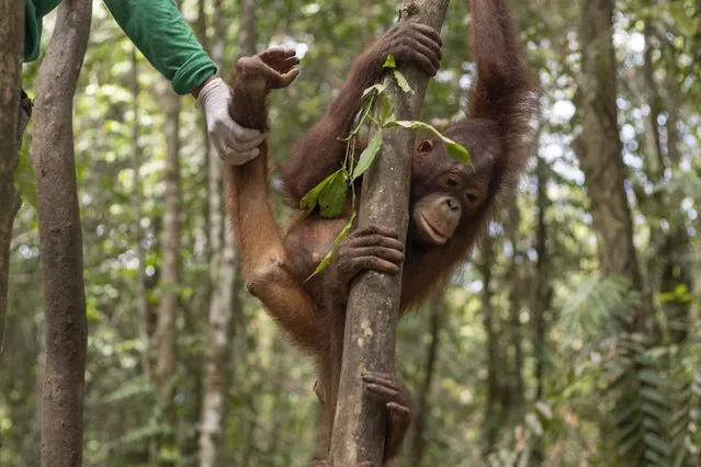 These picture show a rescued orangutan on its first day at “Forest School” on February 25, 2021 learning to climb a tree – after it developed a fear of heights in captivity. Kukur is just five-years-old and was rescued from a hut in West Borneo where he was being kept tied up as an illegal pet. He has now started the rehabilitation process as he learns to climb properly. Carers say life in captivity many apes like Kukur develop a fear of heights. (Photo by IAR Indonesia/Action Press/South West News Service)