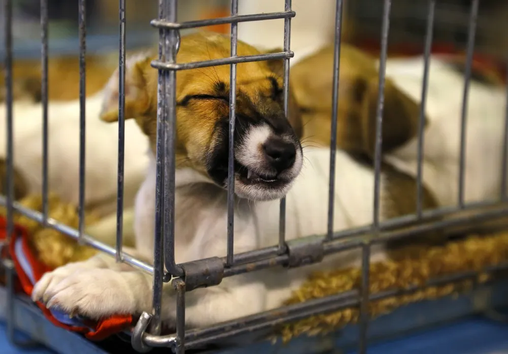 The Week in Pictures: Animals, January 31 – February 6, 2015