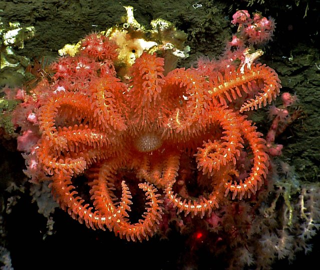 A brisingid seastar rests on a small bubblegum coral in Hydrographer canyon. (Photo by National Oceanic and Atmospheric Administration)