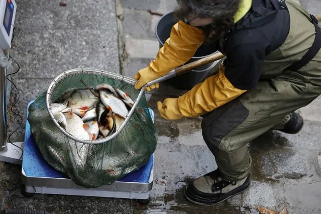 A worker weighs fish caught during the draining of the Canal Saint-Martin in Paris, France, January 5, 2016. (Photo by Charles Platiau/Reuters)