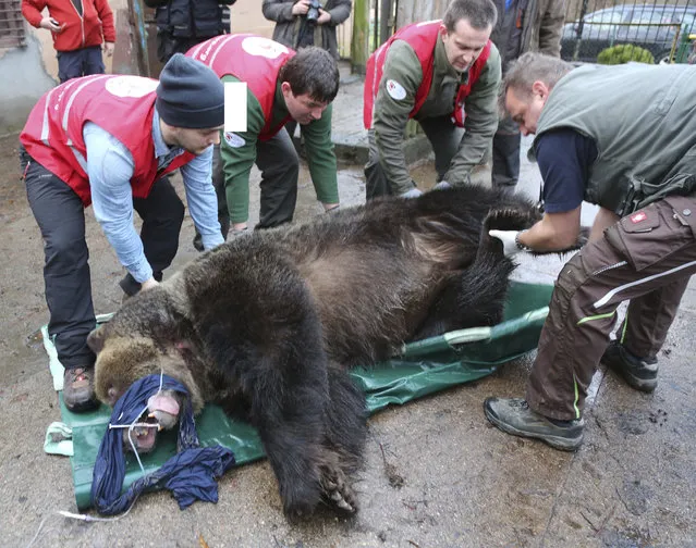 Doctors and activists of the FOUR PAWS animal welfare international organization are preparing to load sleeping brown bear Wojtusia into a cage and onto a truck in Braniewo, Poland, Wednesday, 14 December 2016, to transport it from inappropriate conditions at the unlicensed local zoo in northeastern Poland to a spacious enclose and good conditions at a professional zoo in Poznan, in western Poland. The organization says the transfer marks the end of illegal keeping of brown bears in Poland. (Photo by Christiane Flechtner/ FOUR PAWS via AP Photo)