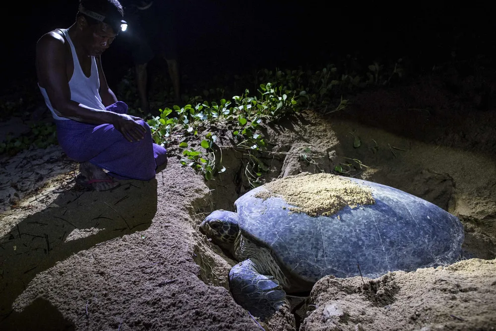 Some Photos: Animals