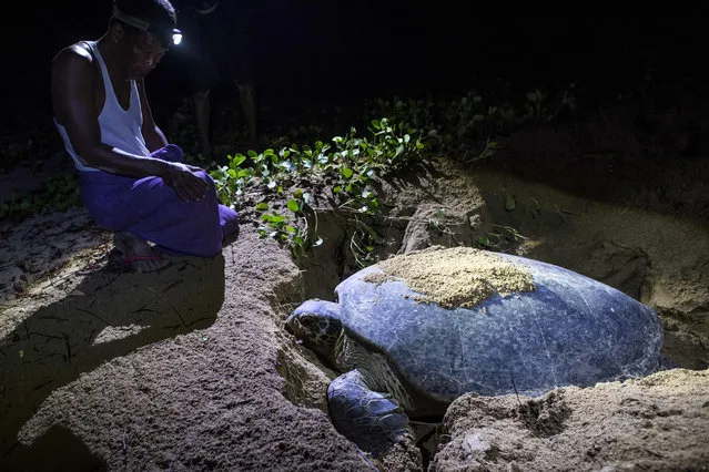This picture taken on October 19, 2018 shows ranger looking at a green turtle in a nesting ground on Thameehla Island. Peril plagues the young life of a baby turtle in Myanmar; if the crabs don' t get them before they scramble from the beach to the sea, poachers or fishing trawlers may do – while habitat destruction also decimates their numbers. Myanmar' s waters boast five of the world' s seven sea turtle species, including the critically endangered hawksbill, the endangered green turtle as well as the olive ridley, leatherback and loggerhead turtles, all listed as vulnerable. (Photo by  Ye Aung Thu/AFP Photo)