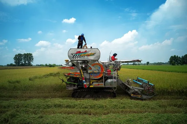 Farmers harvest rice in a field in Chainat province, Thailand on August 31, 2023. (Photo by /Athit Perawongmetha/Reuters)