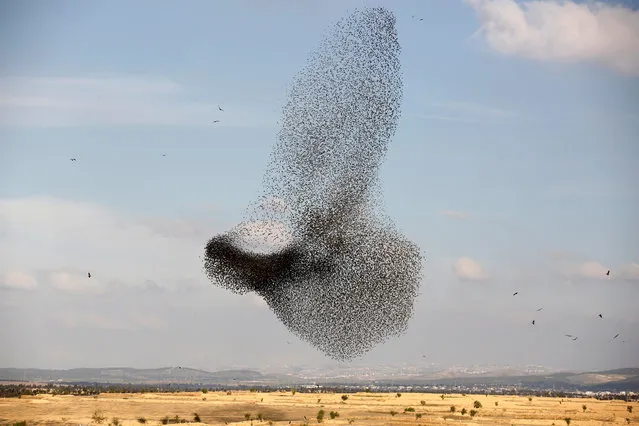 A murmuration of migrating starlings is seen across the sky near the village of Beit Kama in southern Israel January 16, 2018. (Photo by Amir Cohen/Reuters)
