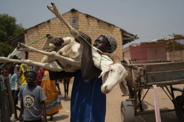 A sheep farmer carries a sheep gifted by the Secours Islamique France, Bargny, Senegal, Wednesday, July 14, 2021. (Photo by Leo Correa/AP Photo)