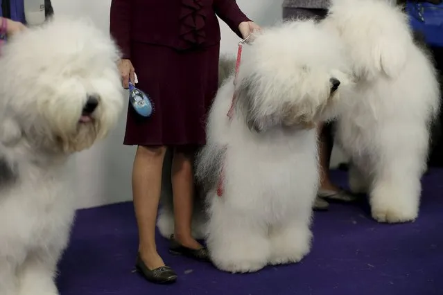 Old English sheepdogs stand outside the ring before judging at the 2016 Westminster Kennel Club Dog Show in the Manhattan borough of New York City, February 15, 2016. (Photo by Mike Segar/Reuters)