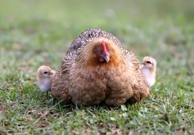 Two chicks look at their mother at a yard in the village of Basha in Congjiang county, Guizhou province, China May 20, 2013. (Photo by Jason Lee/Reuters)