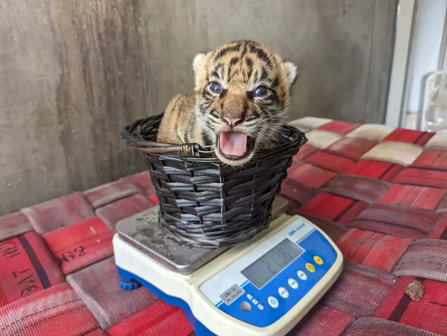 An adorable tiger cub born at Miami Zoo in the USA has her first examination and weigh in in the first decade of December 2023. (Photo by Animal News Agency)