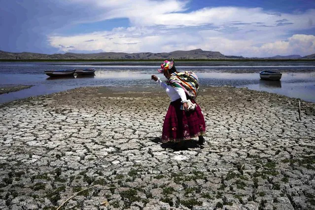 Maruja Inquilla walks on a dried out portion of Lake Titicaca in Coata, Peru, Wednesday, November 29, 2023, due to falling water levels amid a winter heat wave. (Photo by Martin Mejia/AP Photo)