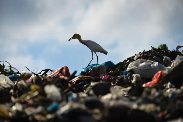 An egret walks on a pile of rubbish at a garbage dump in Blang Bintang, near Banda Aceh, Indonesia on February 22, 2019. (Photo by Chaideer Mahyuddin/AFP Photo)