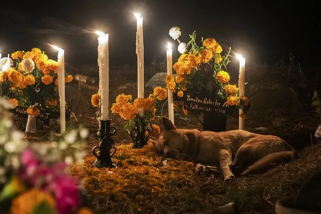 A dog sleeps on the grave of its owner at a cemetery during the Night of the Dead celebrations in the framework of the Day of the Dead in the Purepecha indigenous community of Cucuchucho, on the shores of Lake Patzcuaro, Michoacan state, Mexico, on November 2, 2022. People adorn the tombs of the dead and remain in the pantheon throughout the night waiting for their relatives. Tradition says that on the night of November 1 and early morning of November 2, the souls of the dead return to the world of the living. (Photo by Enrique Castro/AFP Photo)