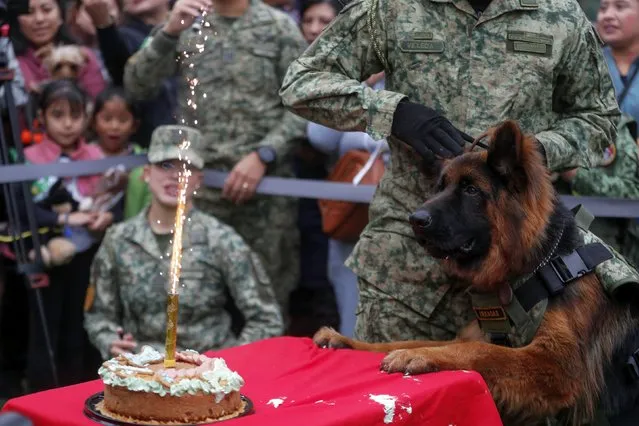 Arkadas, a German shepherd dog donated by Turkey to Mexico, looks at a sparkler on a cake during its first birthday party at the Campo Marte in Mexico City, Mexico, 07 January 2024. The Mexican Army celebrated the first birthday of Arkadas with a dog party, including the Mananitas awaken song, a cake, party hats, and dozens of dogs as guests. Arkadas was a present to Mexico upon the death of Proteo, a dog who died in the search of survivors in Turkey's earthquake one year ago. (Photo by Isaac Esquivel/EPA)