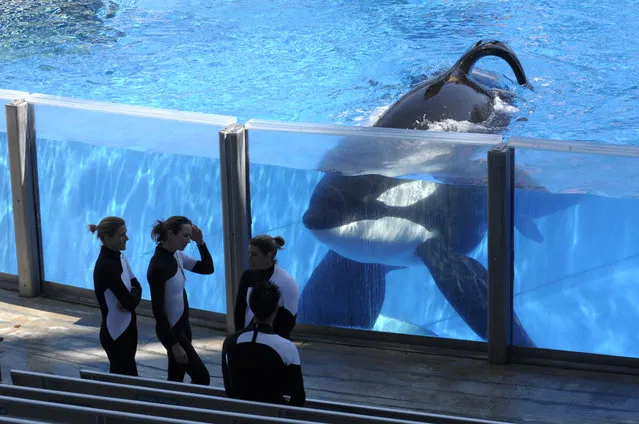 In this Monday, March 7, 2011, file photo, killer whale Tilikum, right, watches as SeaWorld Orlando trainers take a break during a training session at the theme park's Shamu Stadium in Orlando, Fla. SeaWorld officials say the killer whale responsible for the death of a trainer is very sick. In a post on the park's blog Tuesday, March 8, 2016, officials say Tilikum appears to have a bacterial infection in his lungs. (Photo by Phelan M. Ebenhack/AP Photo)