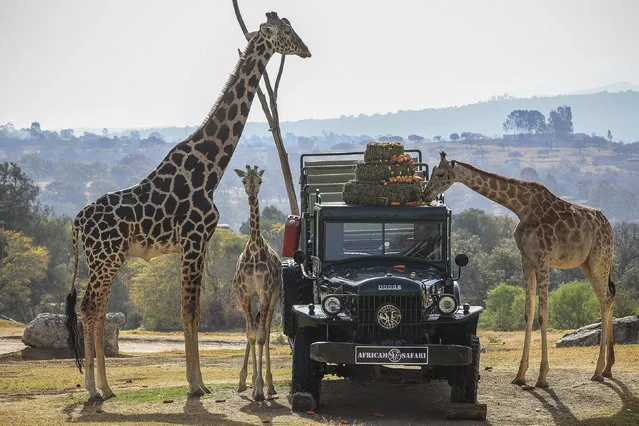 Benito the giraffe (L) is presented to the media at Africam Safari animal park in Puebla, Puebla state, Mexico on January 27, 2024. (Photo by Jose Castañares/AFP Photo)