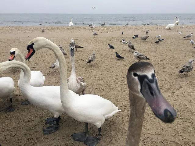 Swans look for food on the beach in Sopot, Poland, February 3, 2017. (Photo by Radu Sight/Reuters)