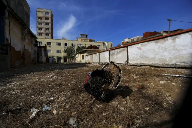 A turkey is seen on an empty lot in a neighborhood of Havana city, Cuba, March 17, 2016. (Photo by Ivan Alvarado/Reuters)