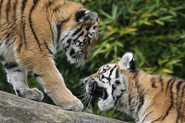 The little Siberian tigers Kasimir and Kalinka play on a tree trunk at the zoo in Duisburg, Germany, Monday, October 25, 2021. The young tiger twins were born in May and enjoy their first autumn at their close to nature enclosure at the zoo. (Photo by Martin Meissner/AP Photo)