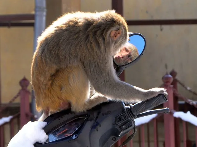 A monkey plays with a mirror on a scooter in the northern hill town of Shimla on February 16, 2014. Thousands of monkeys live on the rooftops of Shimla and despite being considered a nuisance they cannot be killed because many Indians consider monkeys sacred. (Photo by AFP Photo)