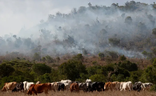 Cows belonging to Samburu tribesmen graze near bushfire which is set up according to witnesses by cattle herders in Mugui Conservancy, Kenya,  February  11, 2017. (Photo by Goran Tomasevic/Reuters)