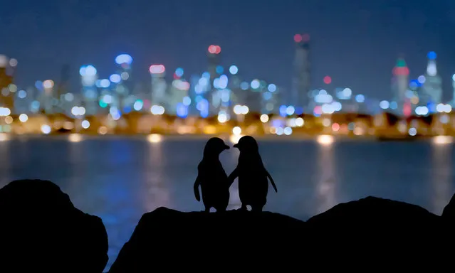 Little blue penguins standing on rocks at night, silhouetted against Melbourne city lights (St Kilda breakwater, Victoria, Australia). (Photo by Doug Gimesy/naturepl.com/LDY Agency)