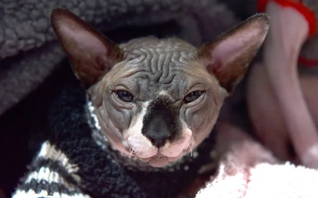 A Sphynx breed cat wearing a jumper attends the LondonCats International Show and Expo at Tabacco dock on May 04, 2019 in London, England. LondonCats is an official TICA Cat Show, international competition with over 200 cats judges from across the world. (Photo by John Keeble/Getty Images)