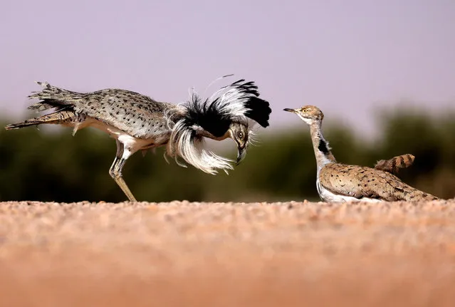 A male houbara bustard dances in order to attract females for mating in the United Arab Emirates' al-Dhafra desert on March 19, 2021, (Photo by Karim Sahib/AFP Photo)