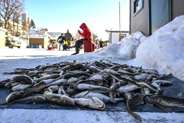 Frozen fish are shown on the Ste-Anne river in Sainte-Anne-de-la-Pérade, Quebec on Sunday, January 15, 2023. The Sainte-Anne River is a tributary of the Saint-Lawrence river and it is known as the Tomcod capital of the world. (Photo by Canadian Press/Rex Features/Shutterstock)