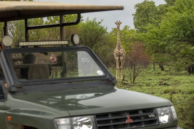 Tebogo Masiu, and Smagele Twala are greeted by a giraffe during a game drive in the Dinokeng game reserve near Hammanskraal, South Africa Sunday December 5, 2021. Recent travel bans imposed on South Africa and neighboring countries as a result of the discovery of the omicron variant in southern Africa have hammered the country’s safari business, already hard hit by the pandemic. (Photo by Jerome Delay/AP Photo)