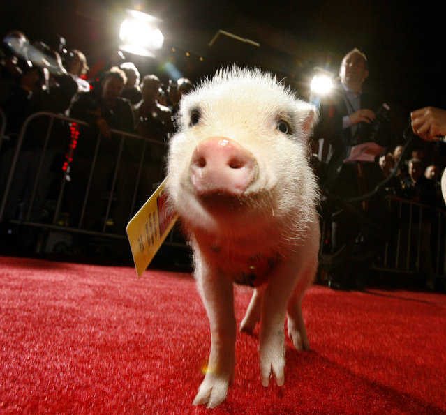 Cast member Albert the pig walks on the red carpet at the premiere of “College Road Trip” at El Capitan theatre in Hollywood on March 3, 2008. (Photo by Mario Anzuoni/Reuters)