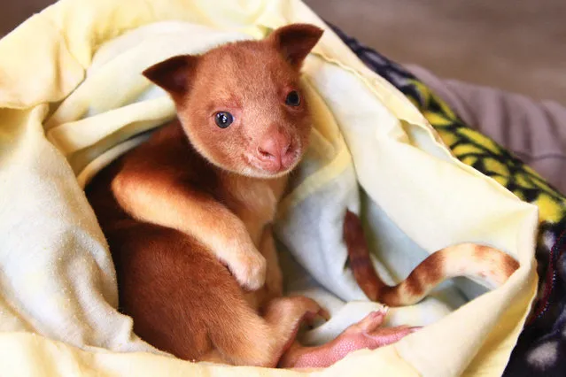 In this undated handout photo released by Zoos South Australia on June 30, 2015 a baby Goodfellows tree kangaroo known as a joey rest in a blanket at Adelaide Zoo. In a world first for conservation, Adelaide zoo keepers and veterinarians saved the life of the orphaned Goodfellows tree kangaroo through utilising a surrogate female yellow-foot rock wallaby mother  a technique never attempted before with a tree kangaroo after its mother was killed in an accident. (Photo by Kate Fielder/AFP Photo)