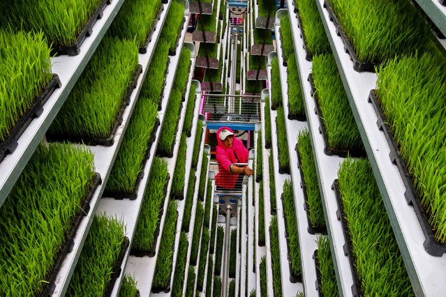 An employee works at a seedling nursery in Lianyungang, China, on Wednesday, June 5, 2024. (Photo by AFP Photo/China Stringer Network)